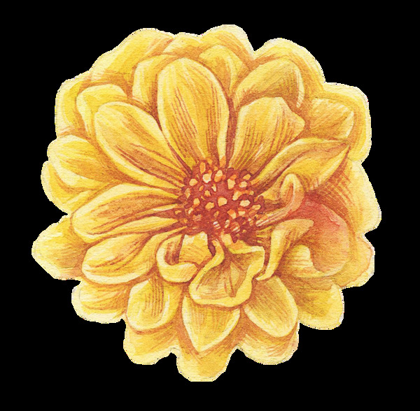 橙色菊花png透明素材