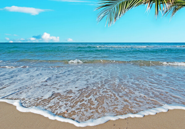 沙灘上的海浪和椰樹(shù)圖片