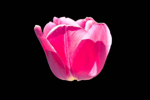 位圖植物花朵郁金香寫(xiě)實(shí)花卉免費(fèi)素材