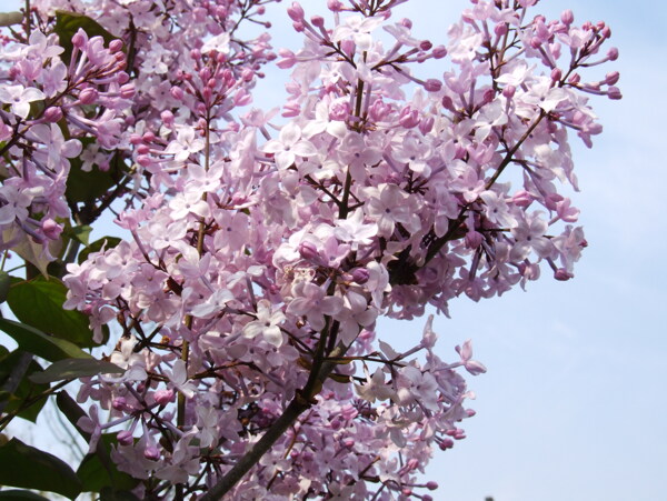 丁香花圖片