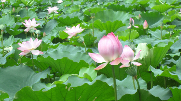 荷花圖片