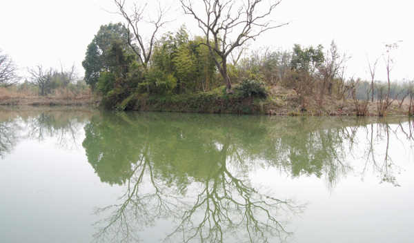 樹植物水風景