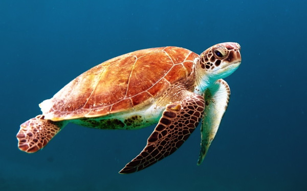 高清海底海龟图片