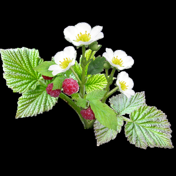 花朵素材綠葉