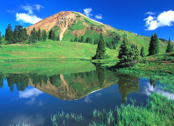 樹植物水風(fēng)景
