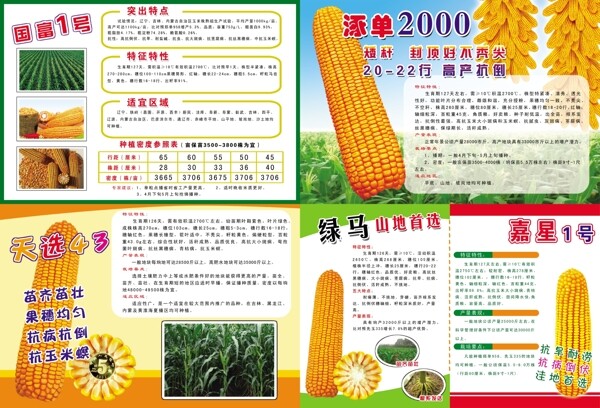 玉米宣傳單背面