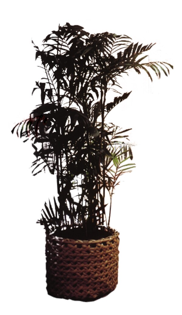 室內(nèi)植物51