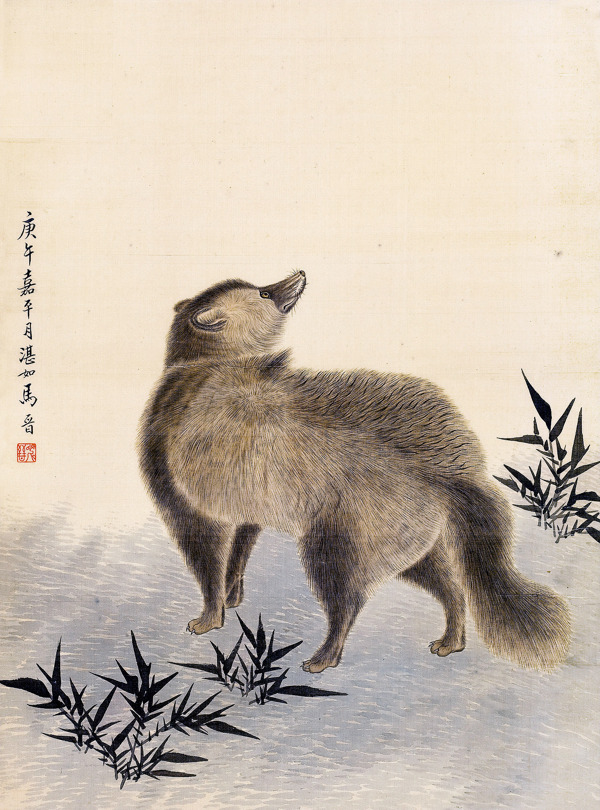 狐貍圖圖片