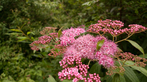 紅花圖片