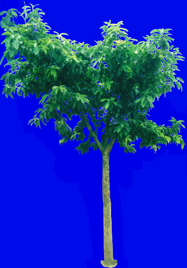 植物貼圖素材JPG0651