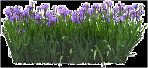 紫色花簇png元素素材