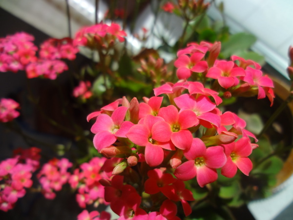 迎春花圖片