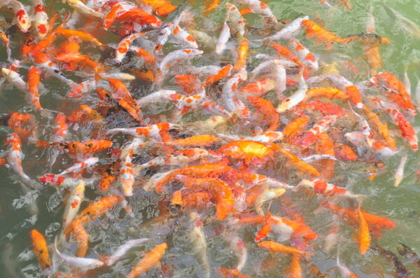 富貴魚圖片