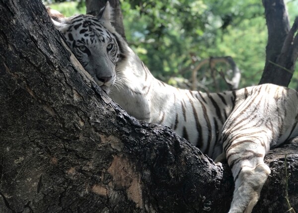 老虎在树上休息