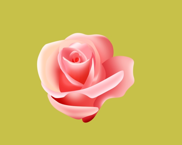 玫瑰花