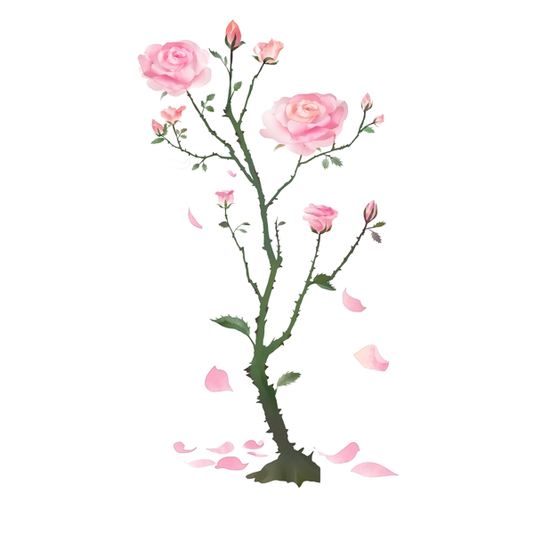 盛开的粉色玫瑰花漂亮精致
