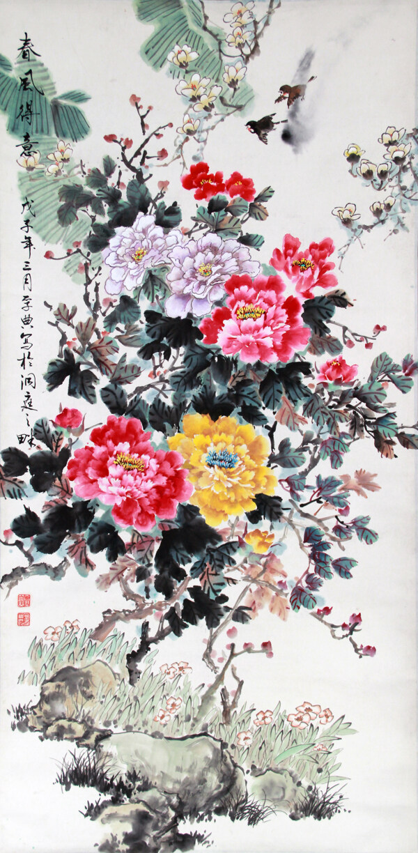 牡丹圖片