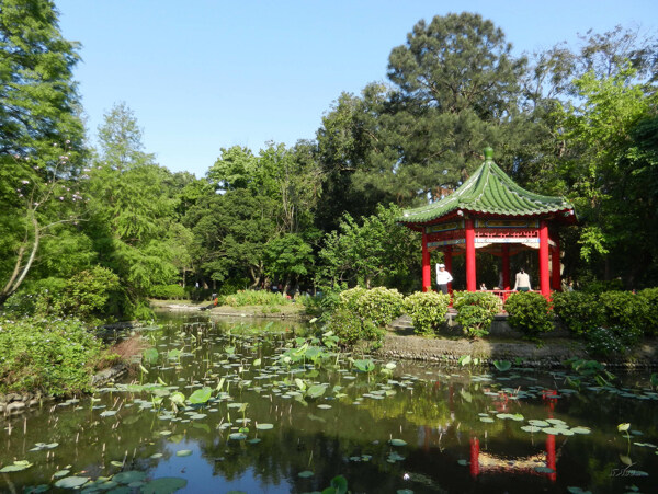 公園樹林圖片
