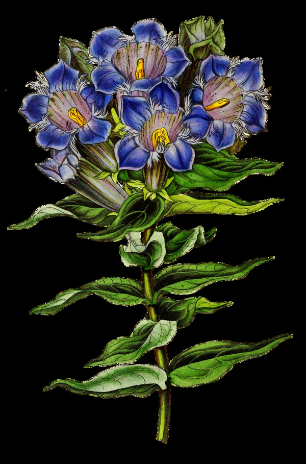 金藍(lán)花束卡通透明素材