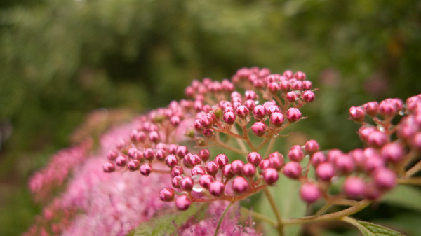山里的花圖片
