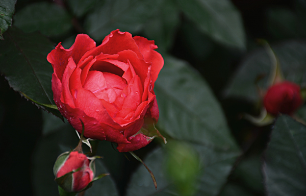 玫瑰花
