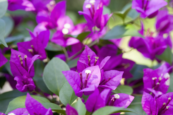 紫色叶片白色小花图片图片