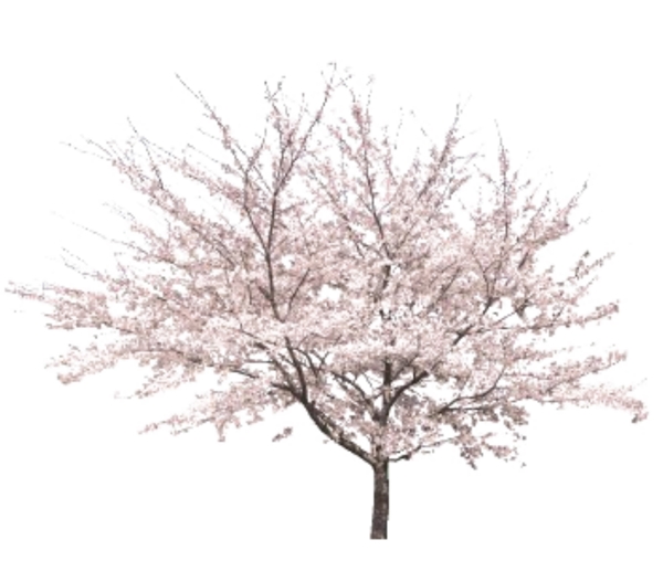 桃花免摳