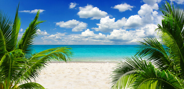 美丽沙滩椰树风景