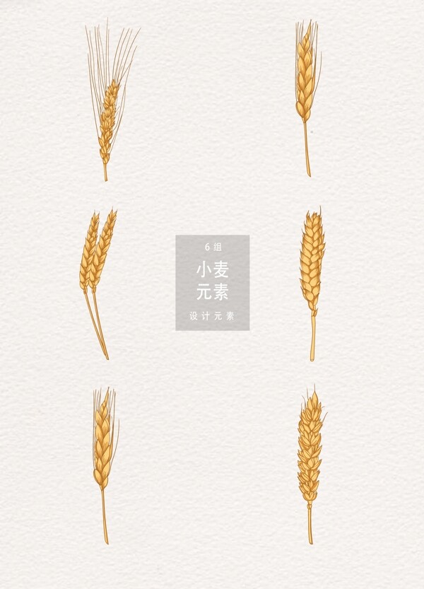小麦设计ai元素