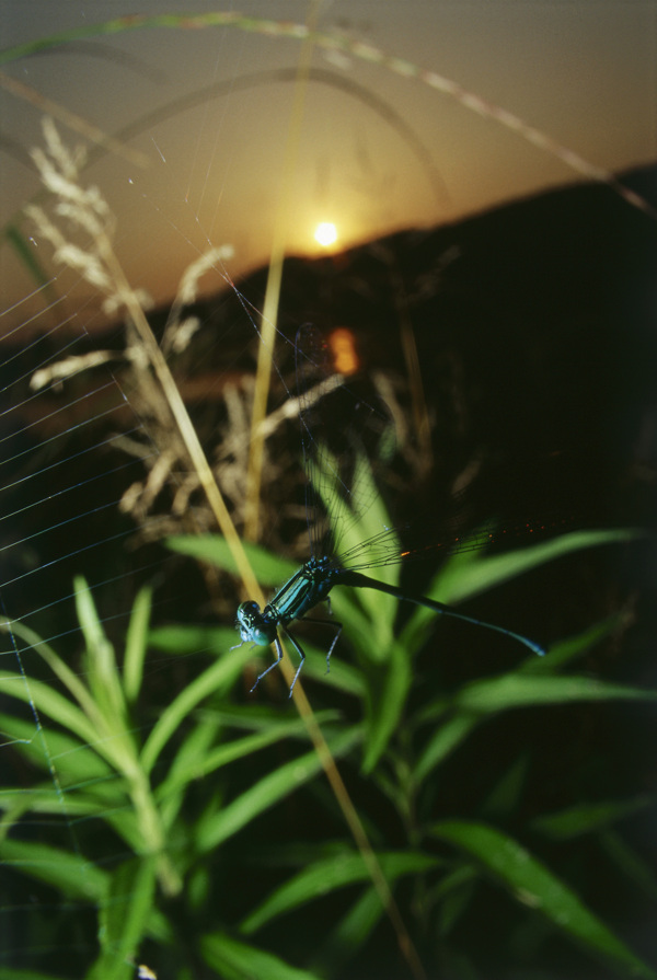 蜘蛛网上的蜻蜓图片