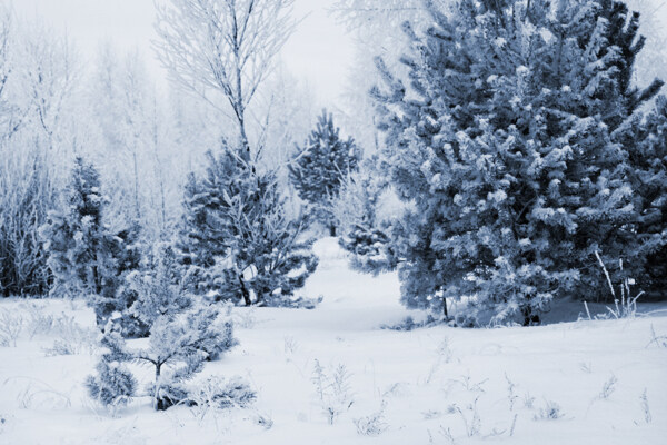雪地樹(shù)木風(fēng)景圖片