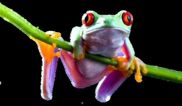 树枝上的彩色青蛙免抠png透明素材