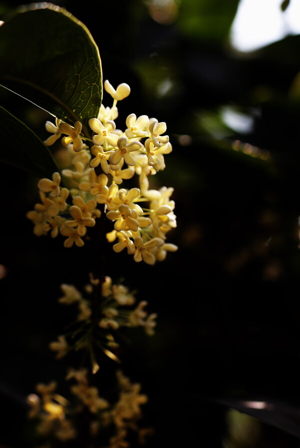 桂花圖片