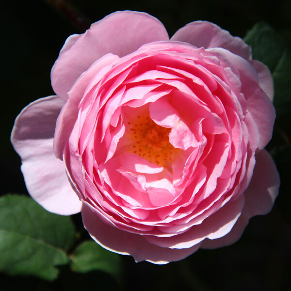位圖植物攝影寫實(shí)花卉花朵數(shù)碼照片牡丹免費(fèi)素材