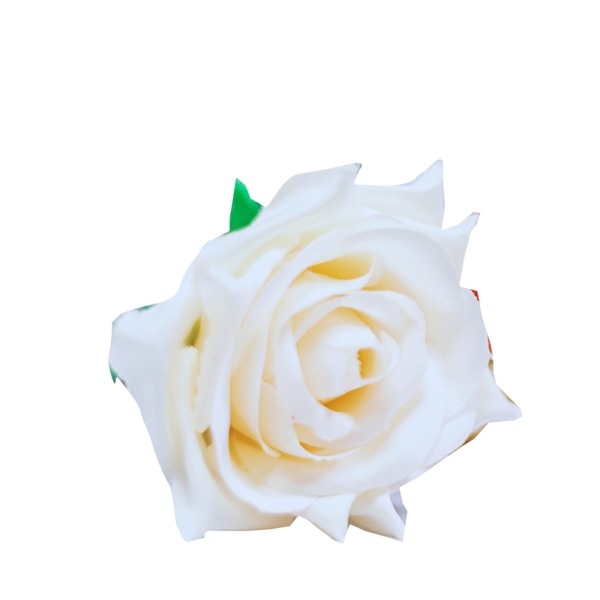 一朵白色玫瑰花免扣图