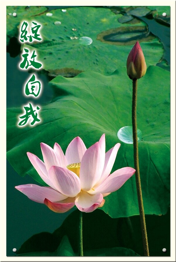 綻放自片
