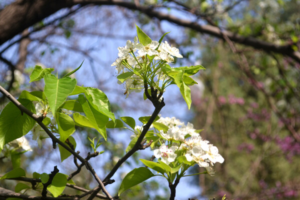 鮮花