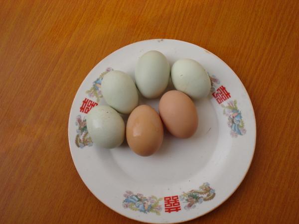 鸡蛋鸭蛋图片