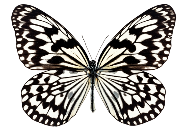 昆虫蝴蝶花纹图案