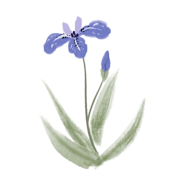 蓝色花朵植物