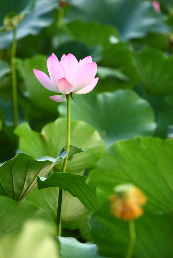 西湖荷花圖片