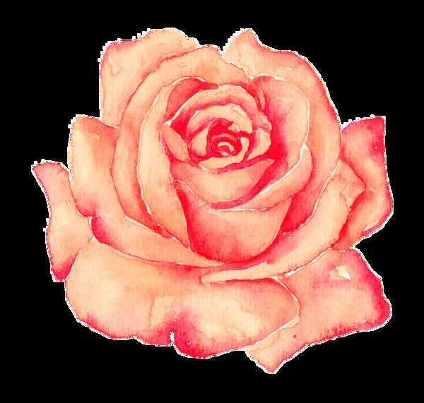 手绘玫瑰花png透明素材