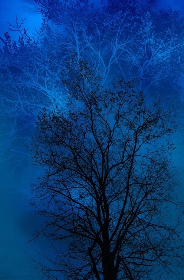 幽暗的树影