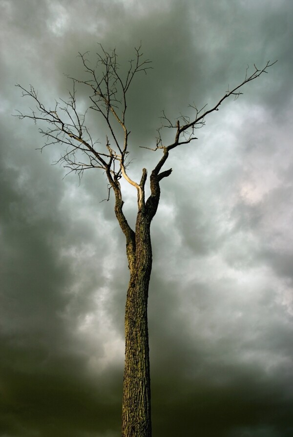 乌云密布下的独树枝
