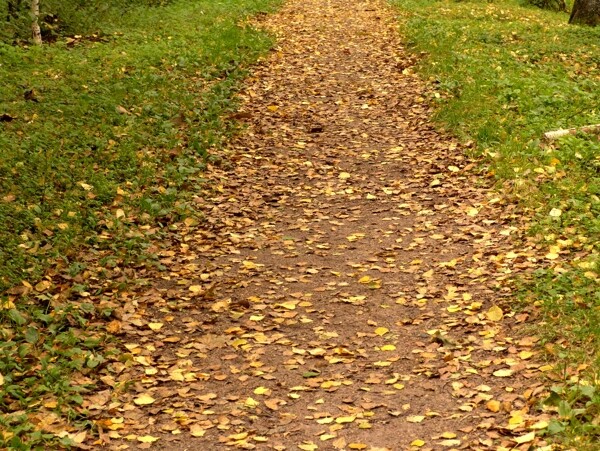 林间小路上枯黄的树叶图片