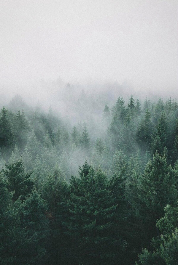森林树木低密背景图片
