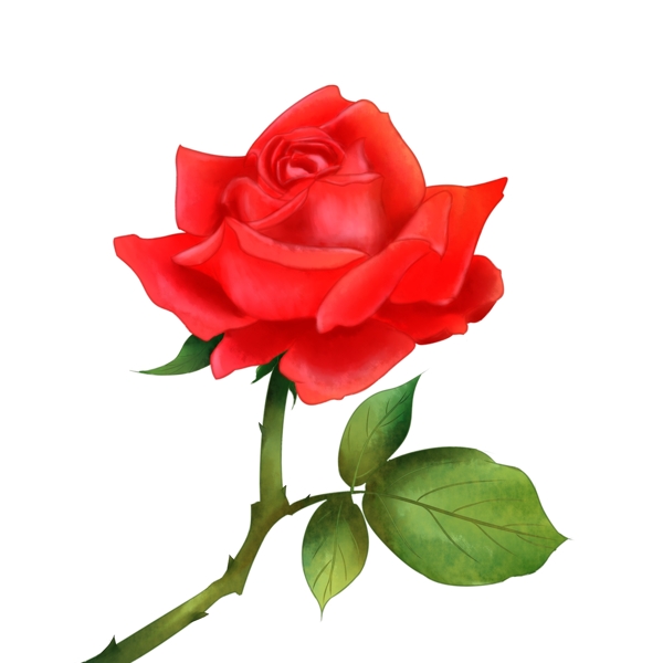 情人节手绘玫瑰花卉