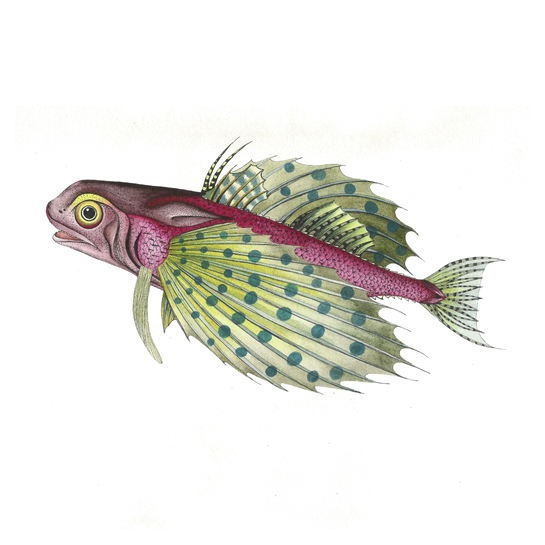 位圖插畫(huà)動(dòng)物插畫(huà)藝術(shù)效果手繪免費(fèi)素材