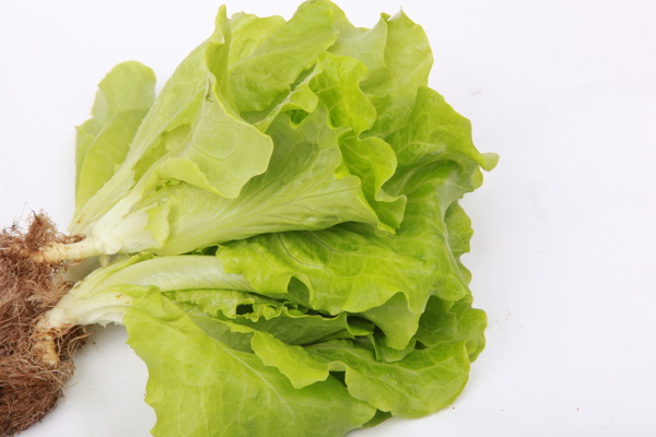 生菜