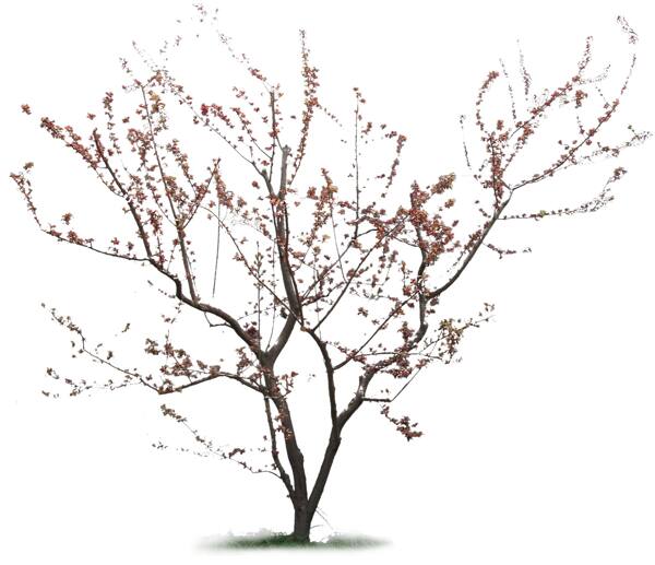 植物素材